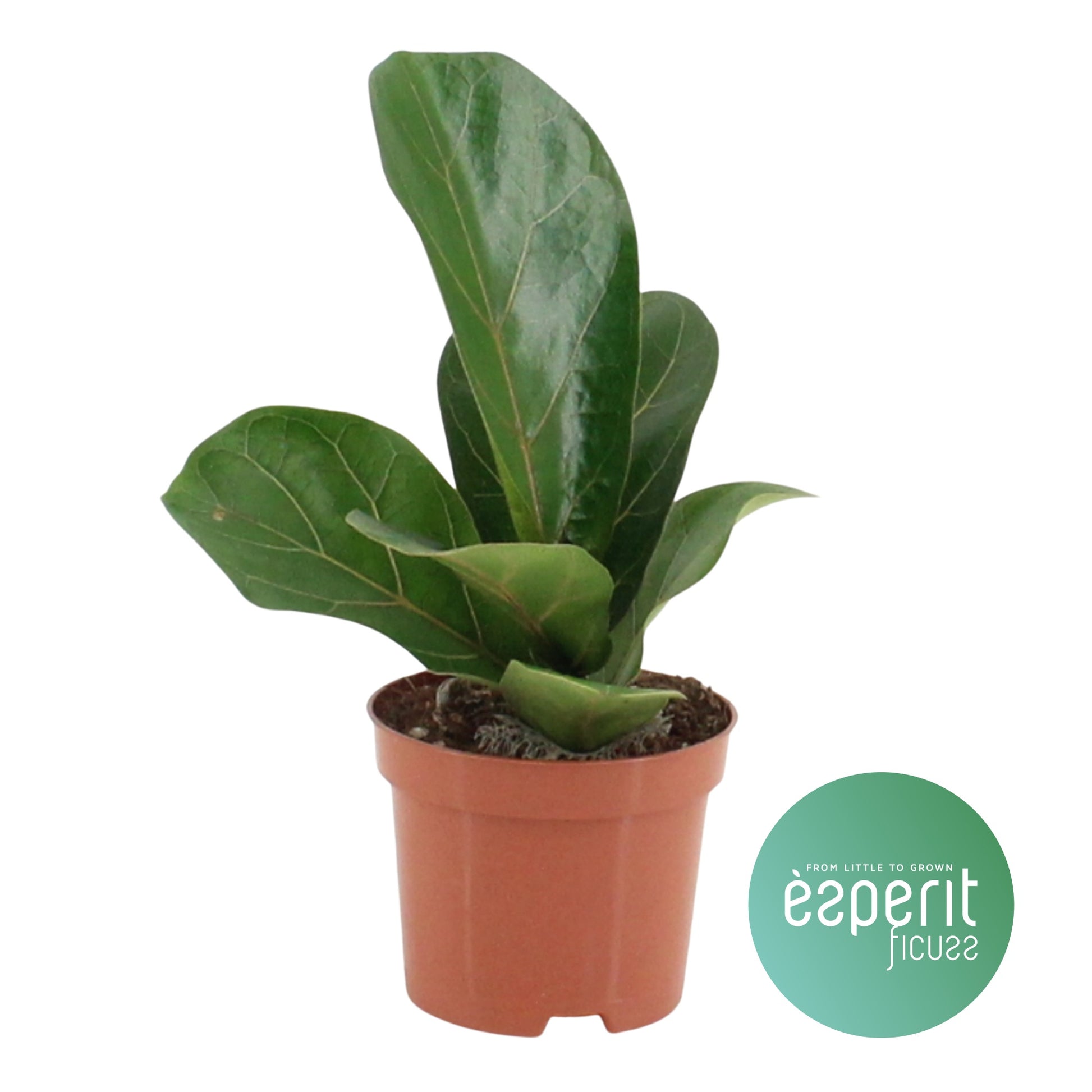 Ficus lyrata Bambino 20cm 9cm Pot