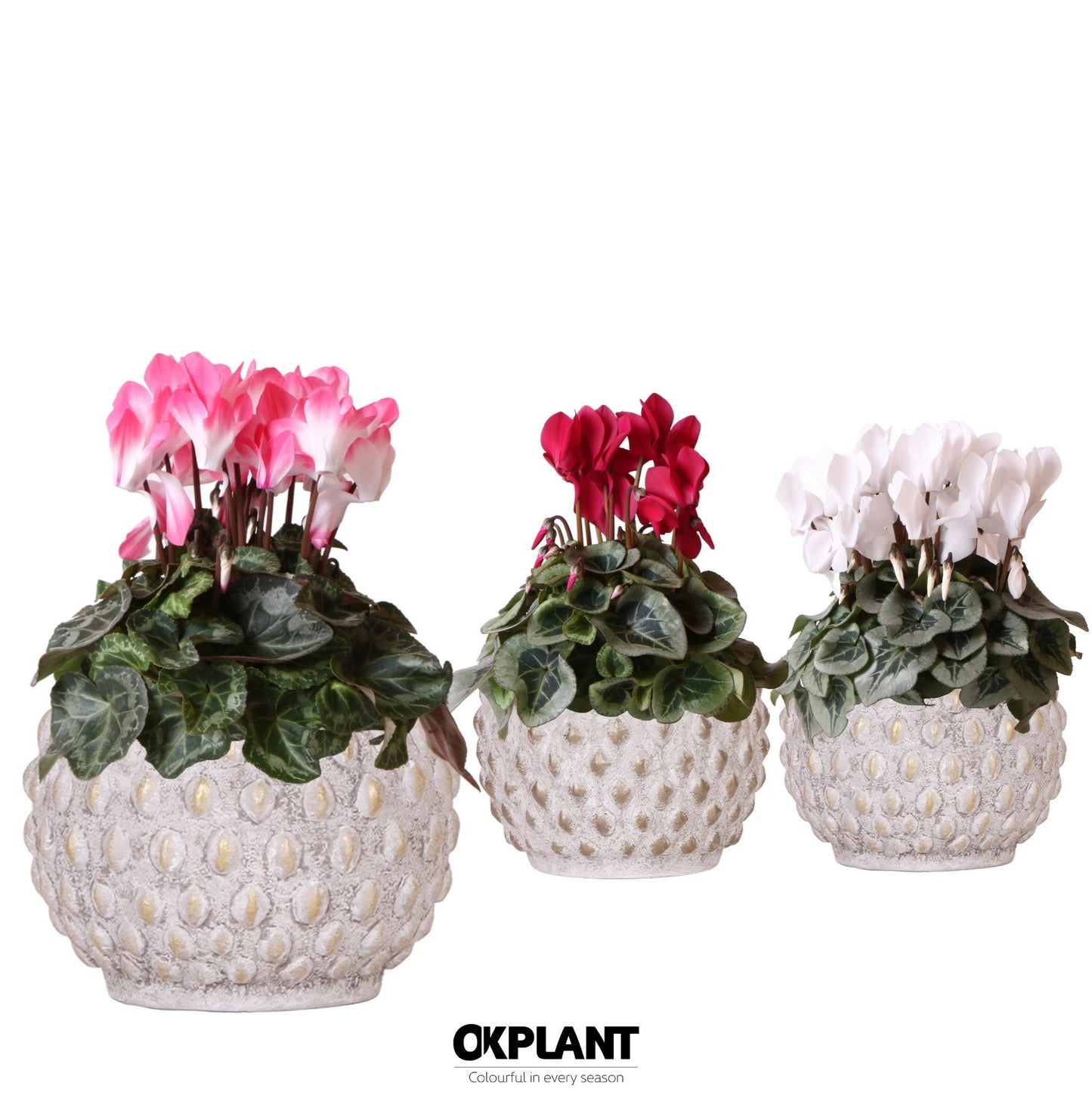 Cyclamen midi 25cm 12cm Pot
