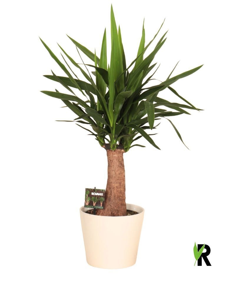 Yucca branched 70cm 23cm Pot