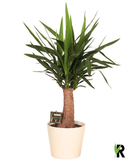 Yucca branched 70cm 23cm Pot