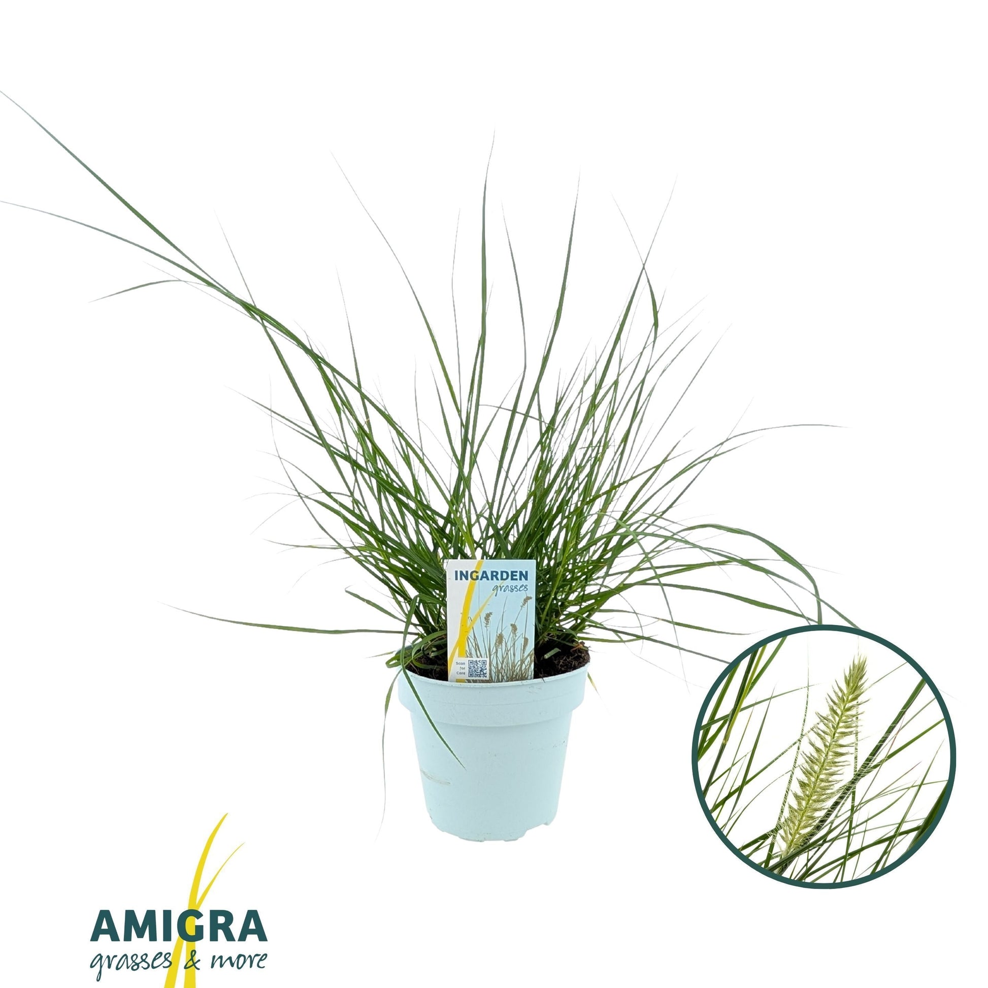 Pennisetum Hameln 50cm 15cm Pot