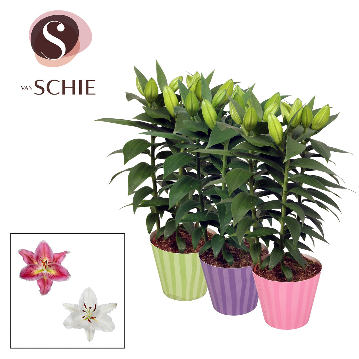 Lilium oriental mix 40cm 13cm Pot