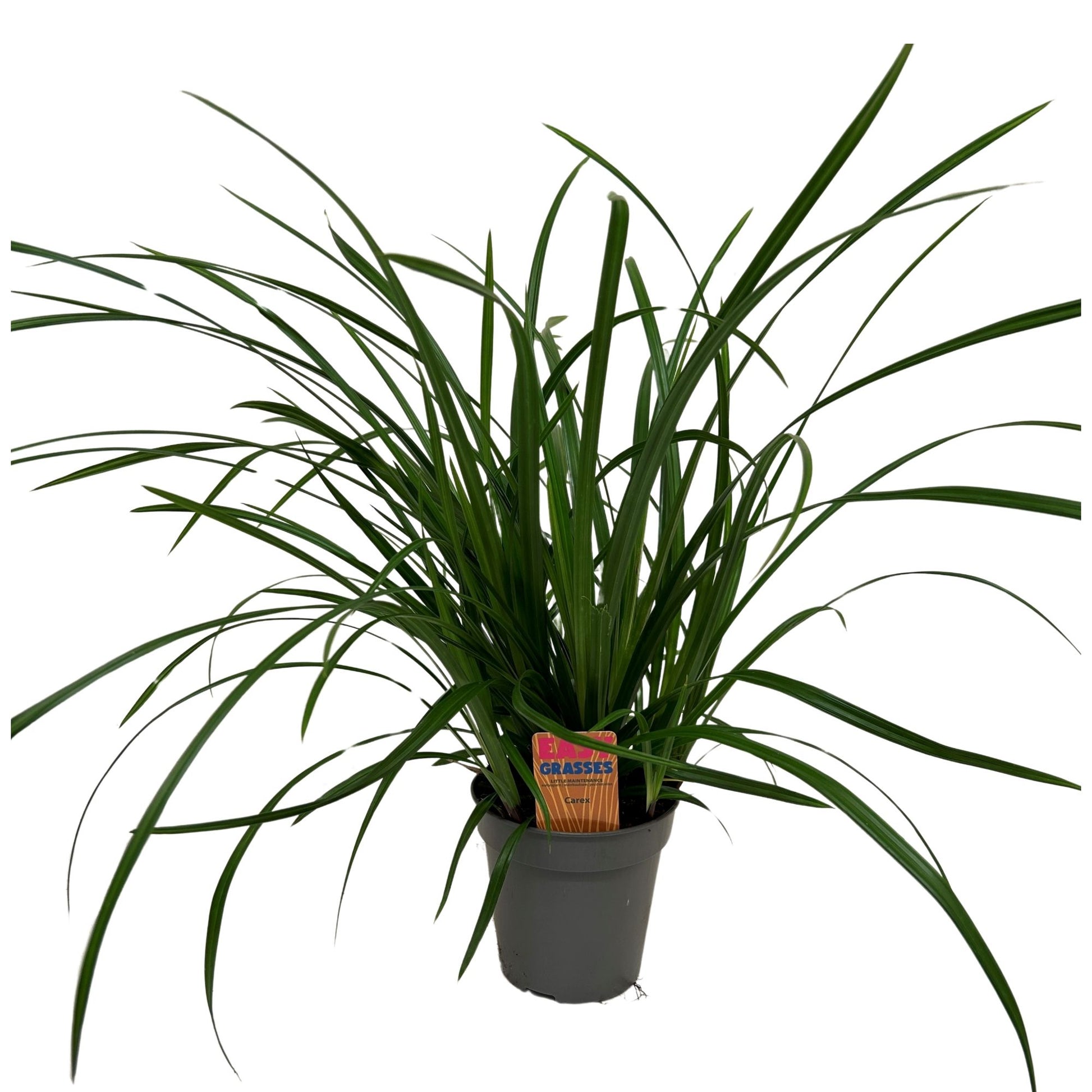 Carex morrowii Irish Green 45cm 13cm Pot