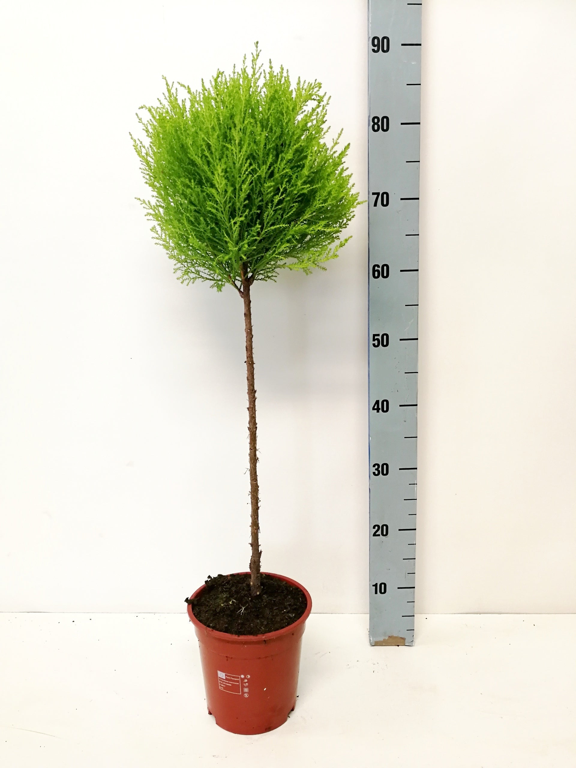 Kwekershof, Fa. Cupressus Goldcrest standard Pack of 6