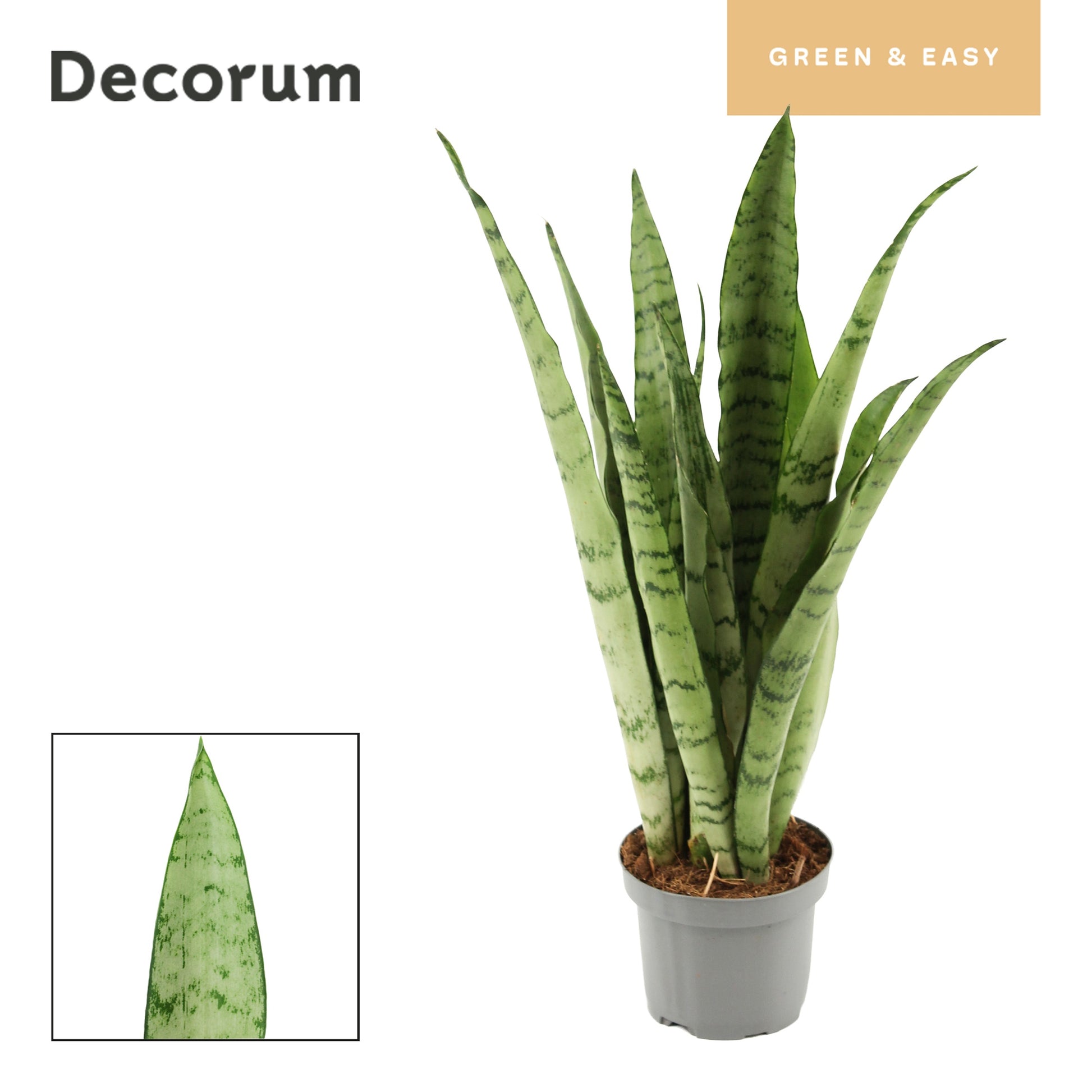Sansevieria trifasciata 35cm 9cm Pot