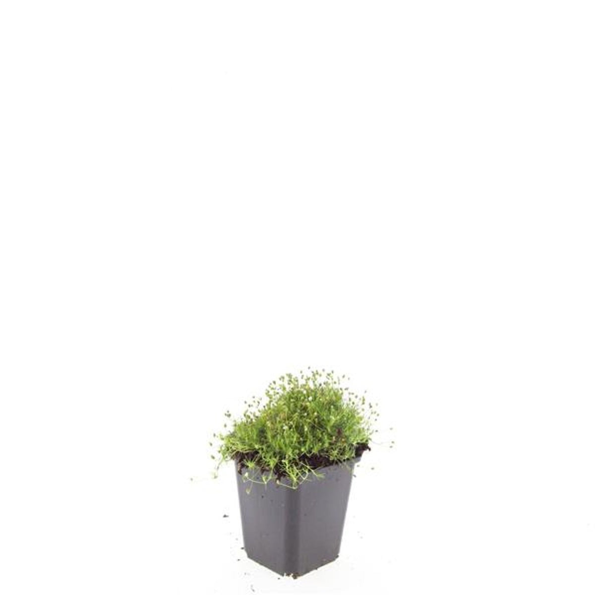Sagina subulata 5cm 9cm Pot
