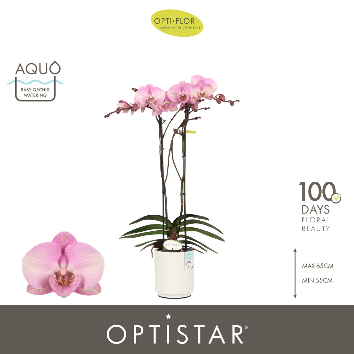 Phalaenopsis pink 60cm 12cm Pot