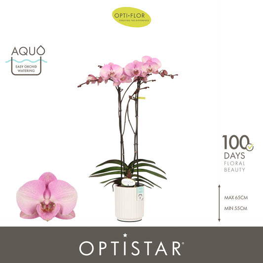 Phalaenopsis pink 60cm 12cm Pot