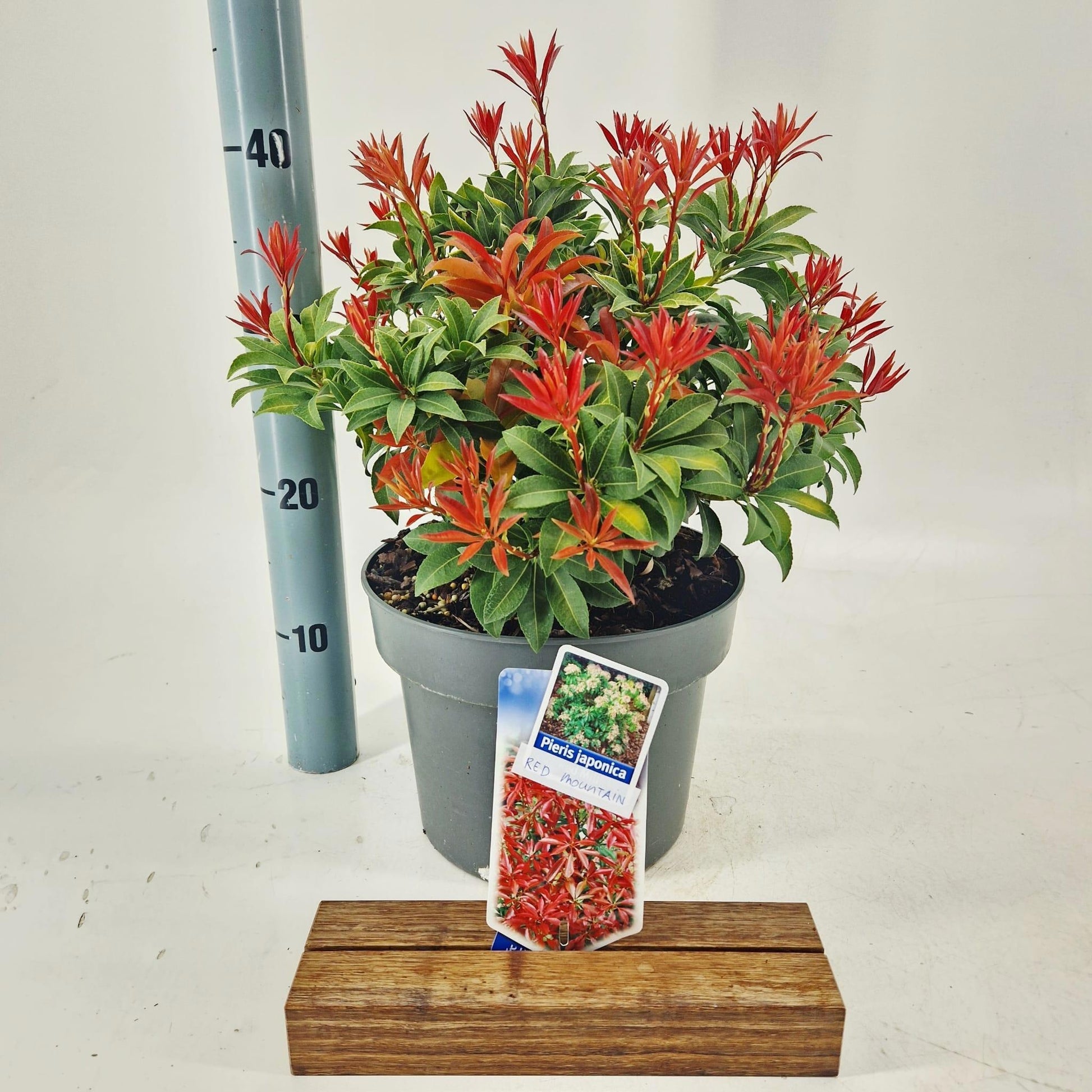 Pieris japonica Flaming Silver 45cm 23cm Pot