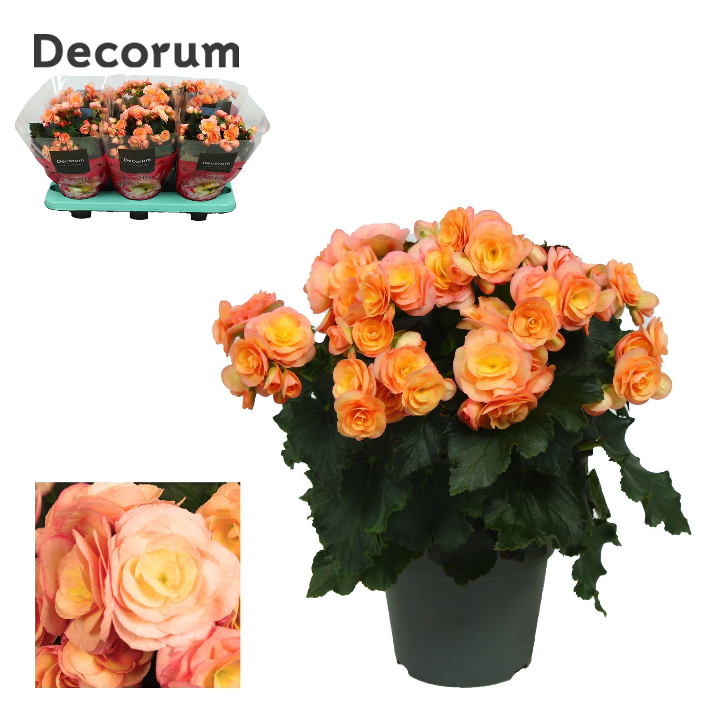 Have BV. J.&.P. ten Begonia el. Hailey Sunset Pack of 6