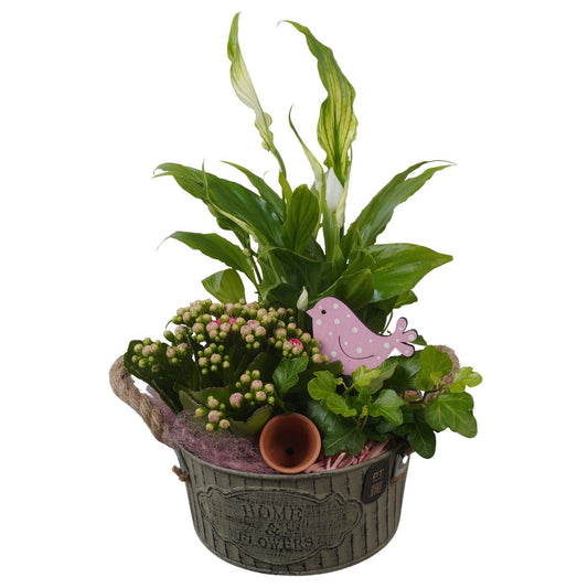 Indoor arrangement 31cm 16cm Pot