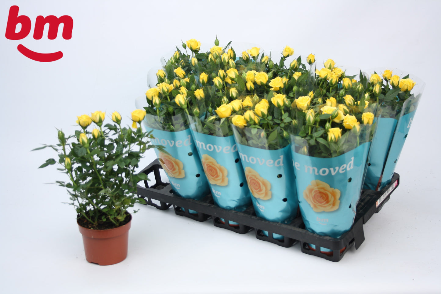 BM Roses Rosa Jewel Amazing Pack of 12