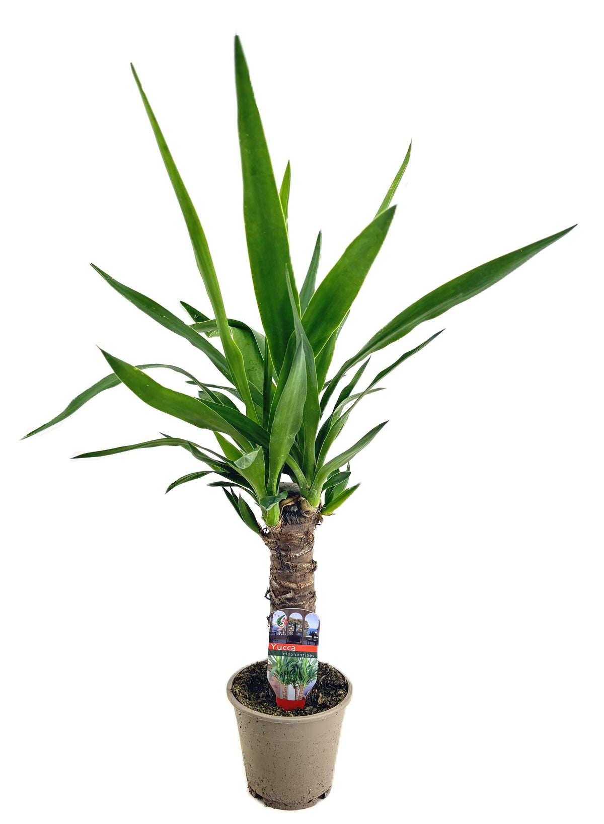 Yucca elephantipes 70cm 12cm Pot