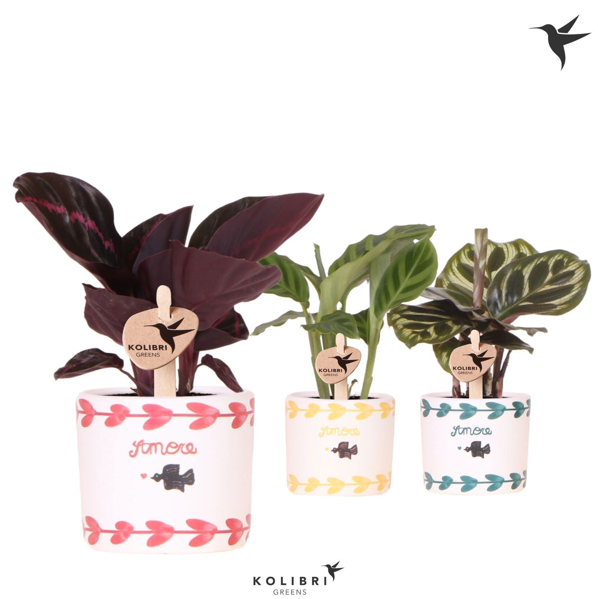 Calathea mix 16cm 6cm Pot