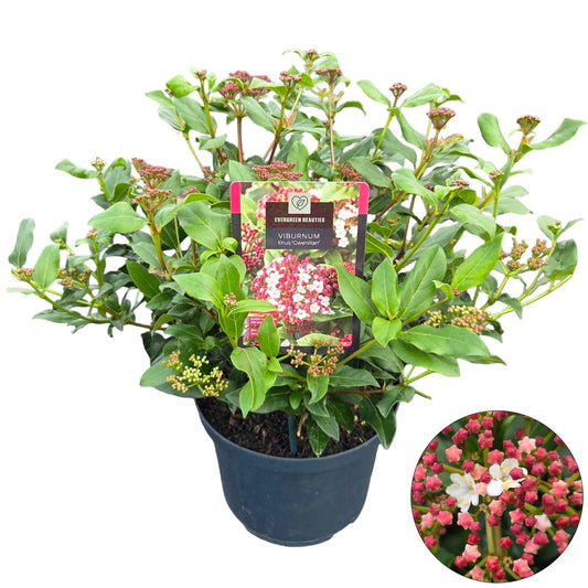 Viburnum tinus Gwenllian 55cm 23cm Pot