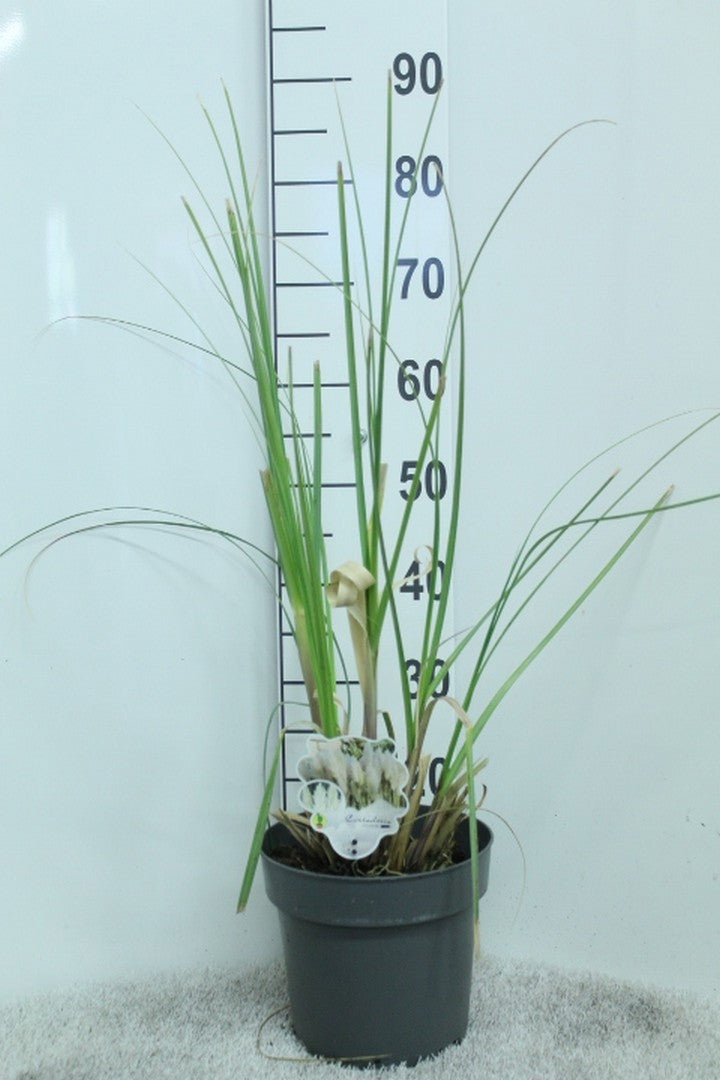 Cortaderia selloana 80cm 23cm Pot
