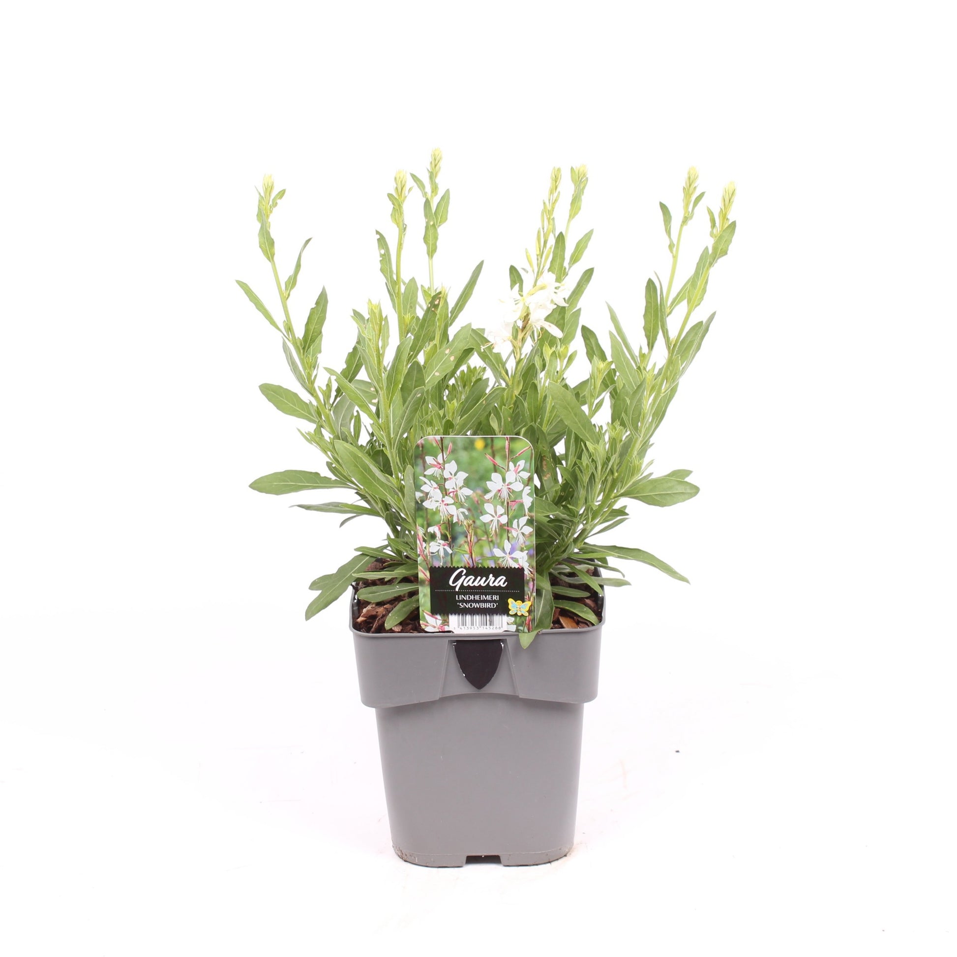 Gaura lindheimeri 40cm 17cm Pot