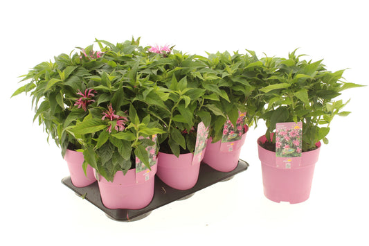 Monarda mix 15cm 15cm Pot