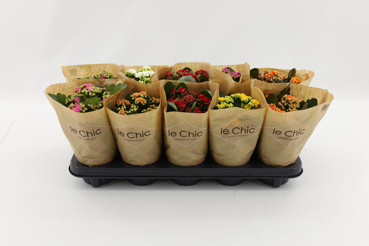 Kalanchoe mix 23cm 10.5cm Pot