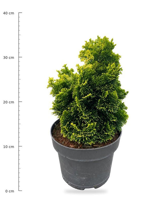 Chamaecyparis obtusa Aurora 40cm 23cm Pot