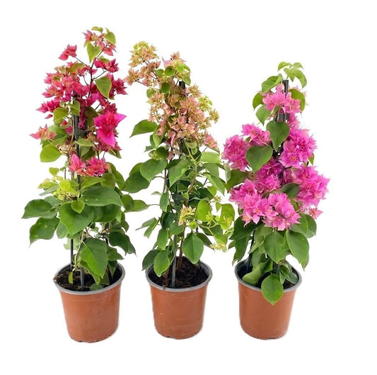 Bougainvillea 55cm 14cm Pot