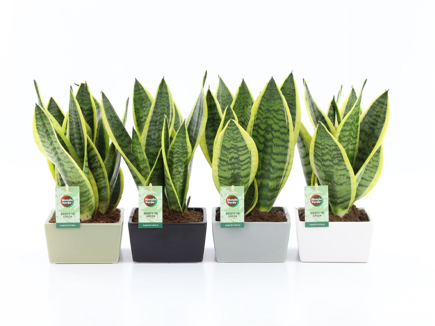 Sansevieria Futura Superba 40cm 15cm Pot