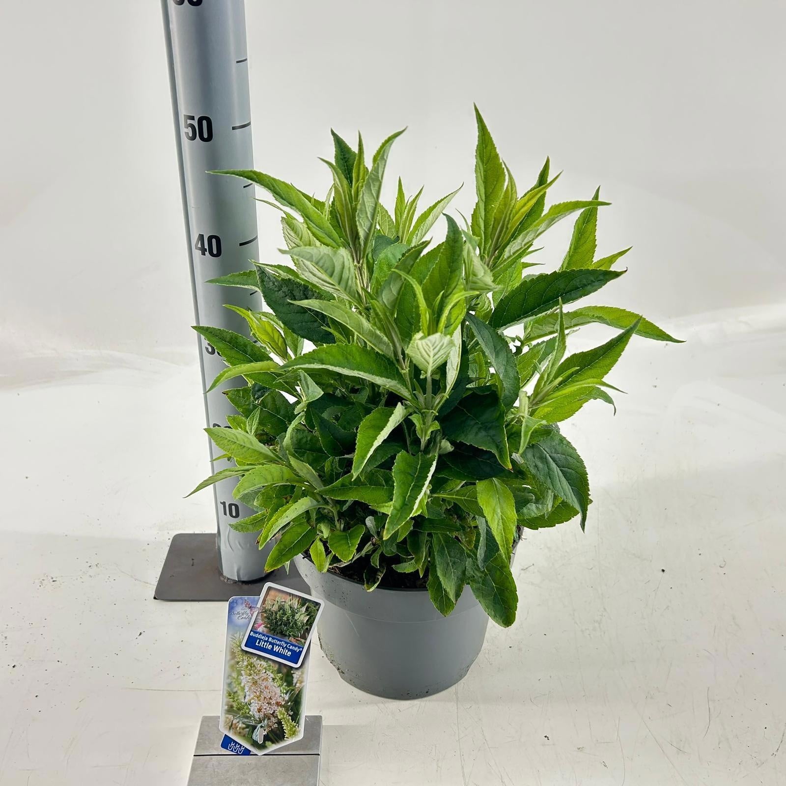 Buddleja Butterfly Candy Little White 40cm 23cm Pot