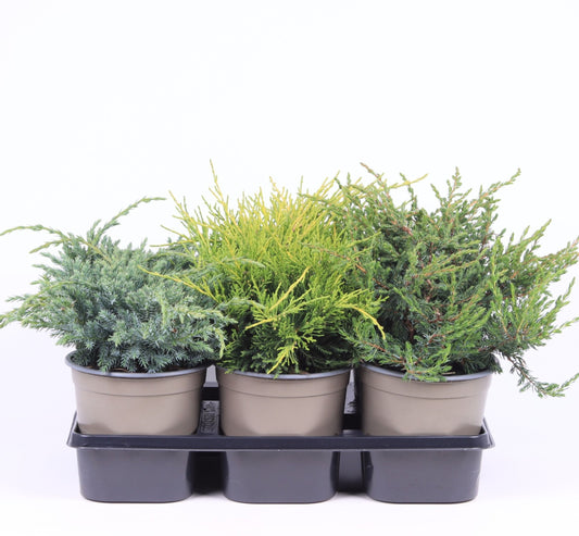 Juniperus mix 25cm 15cm Pot
