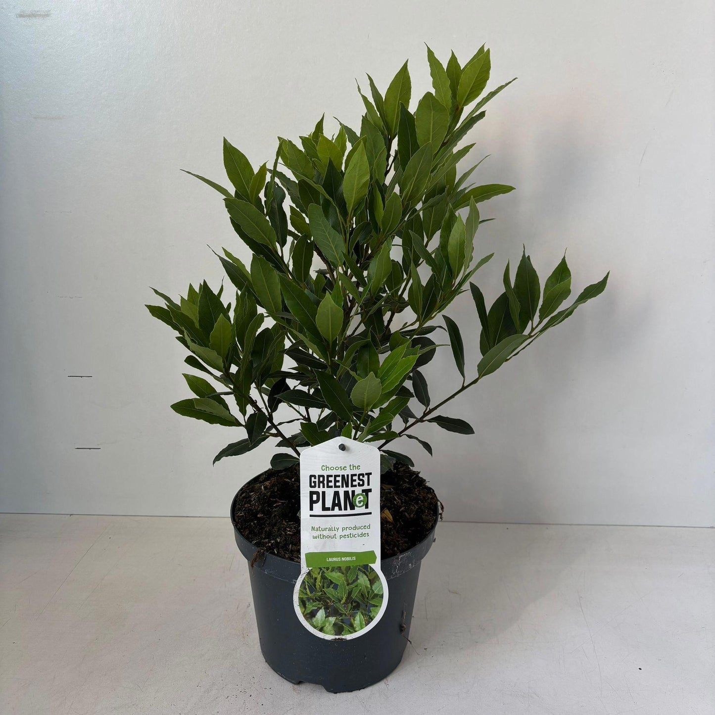 Laurus nobilis 45cm 19cm Pot