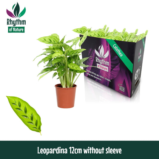 Calathea Leopardina 40cm 12cm Pot