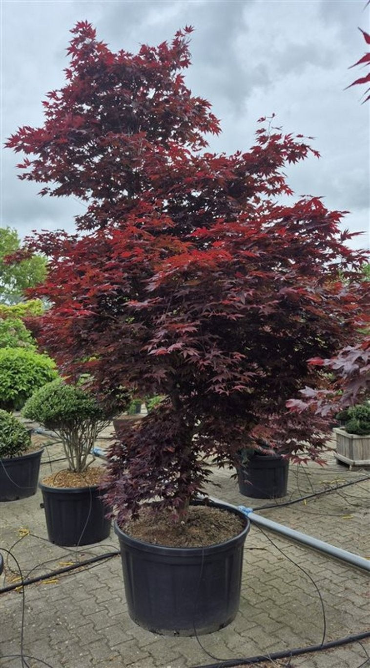 Acer Fireglow 350cm 90cm Pot