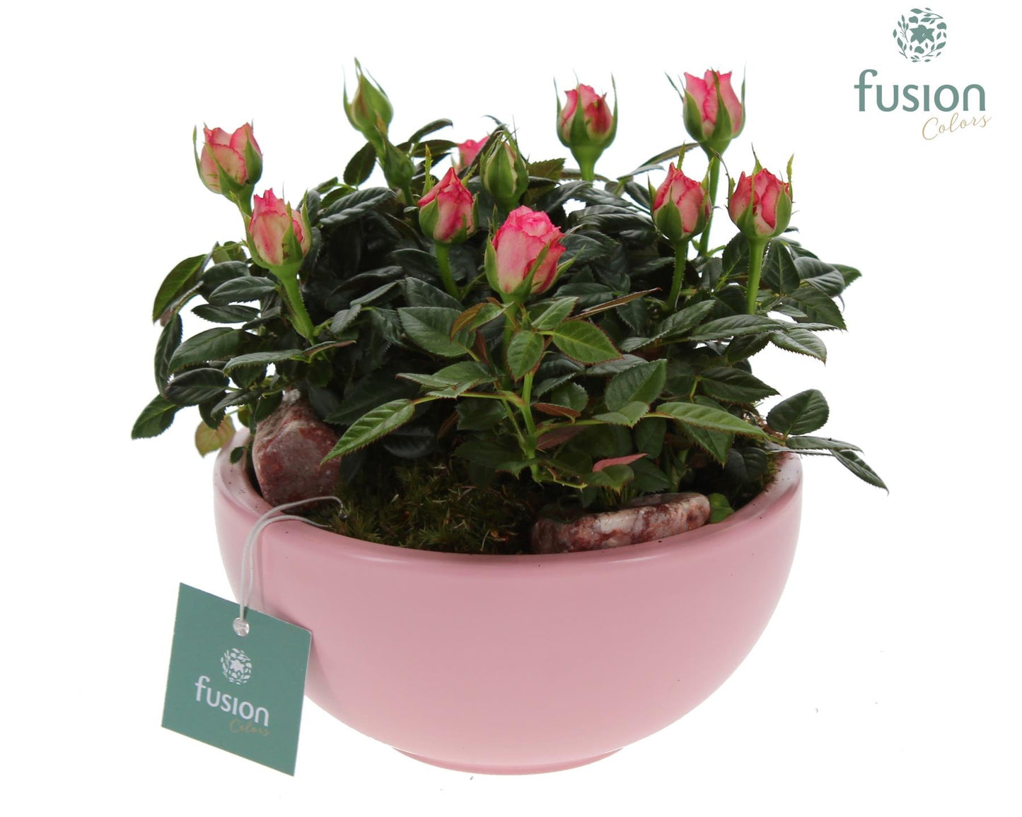 Schaal keramiek Moon Small licht roze met Potrozen 20cm 15cm Pot