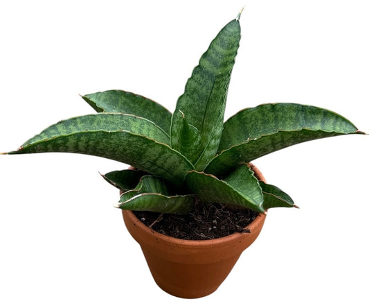 Sansevieria 15cm 8cm Pot