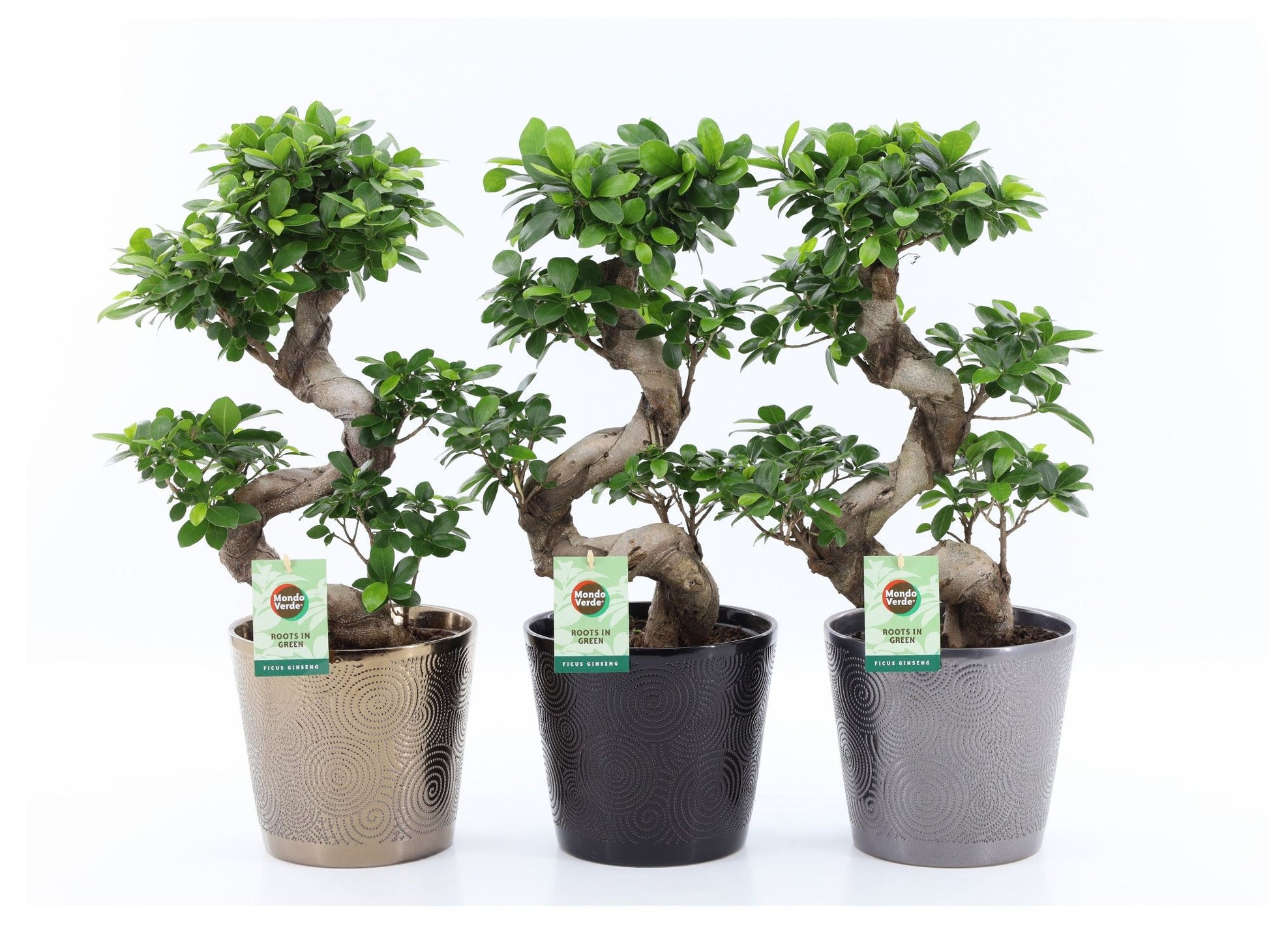 Ficus Ginseng in Infinity pots 60cm 22cm Pot