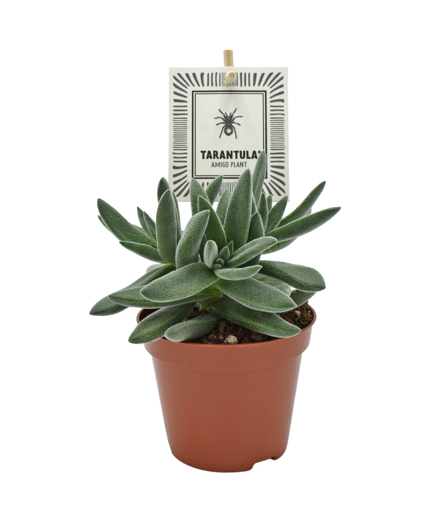 Amigo Plant VOF Crassula Tarantula Pack of 12