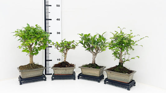 Bonsai mix 25cm 15cm Pot