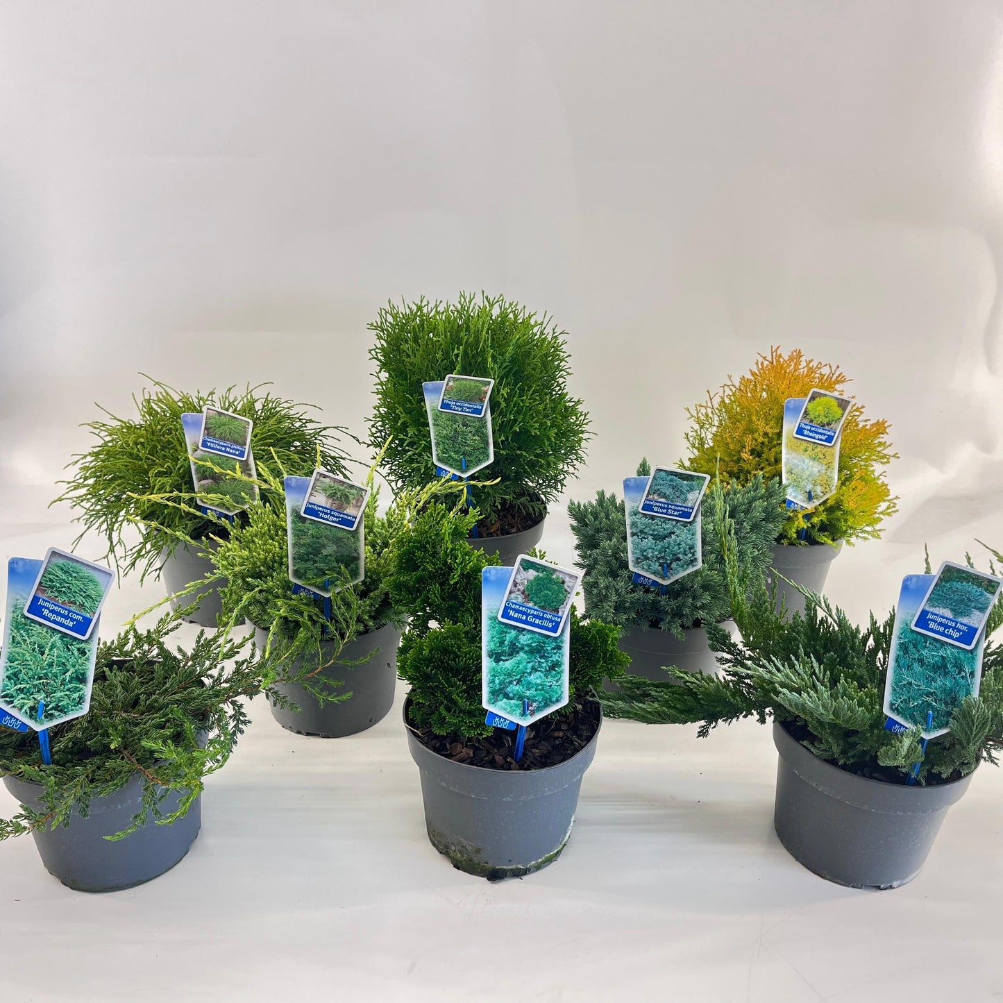 Thuja occidentalis Rheingold 25cm 19cm Pot