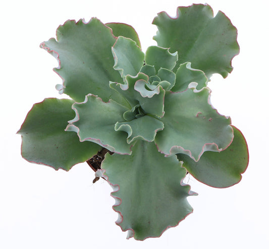 Echeveria Hybrid 18cm 12cm Pot