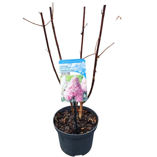 Hydrangea pan. Vanille-Frais 35cm 17cm Pot