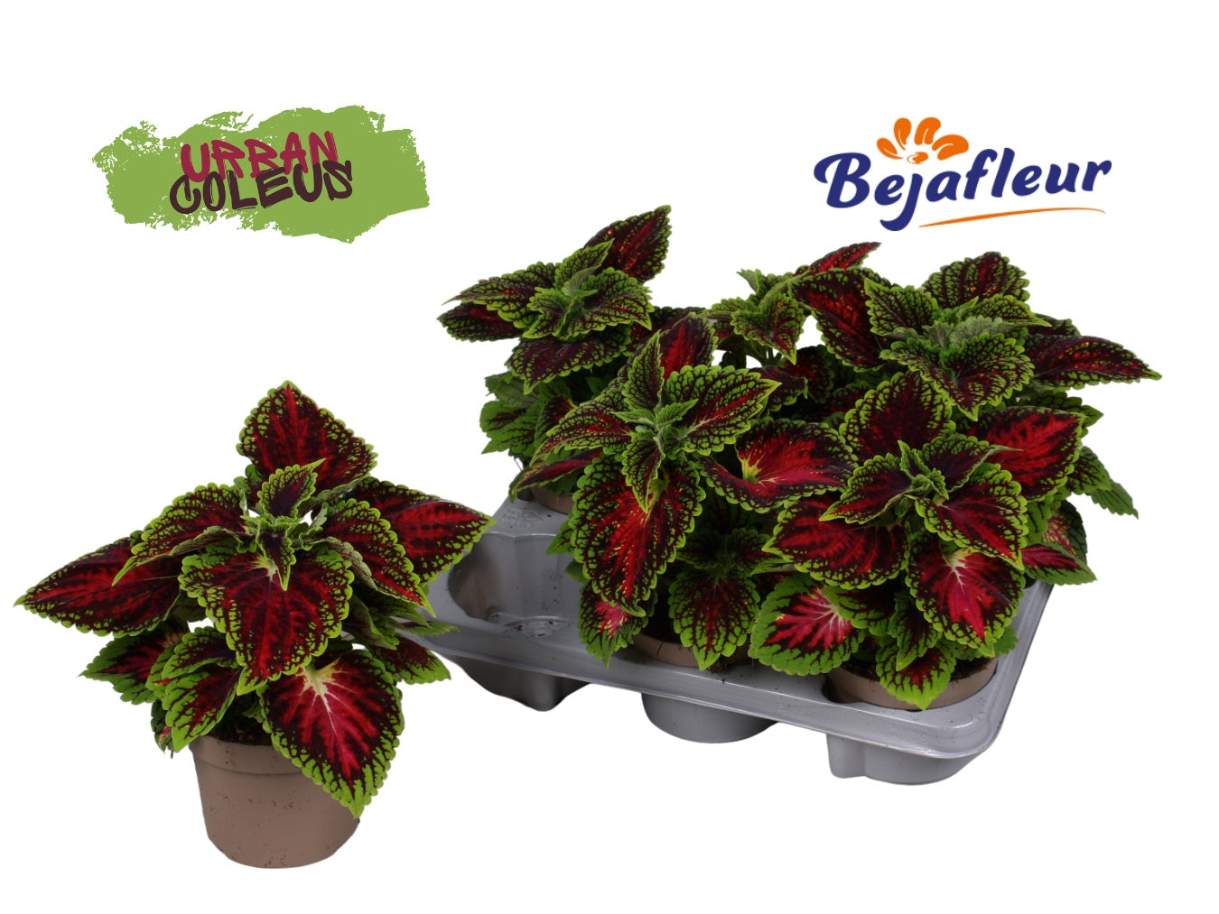 Coleus 25cm 12cm Pot