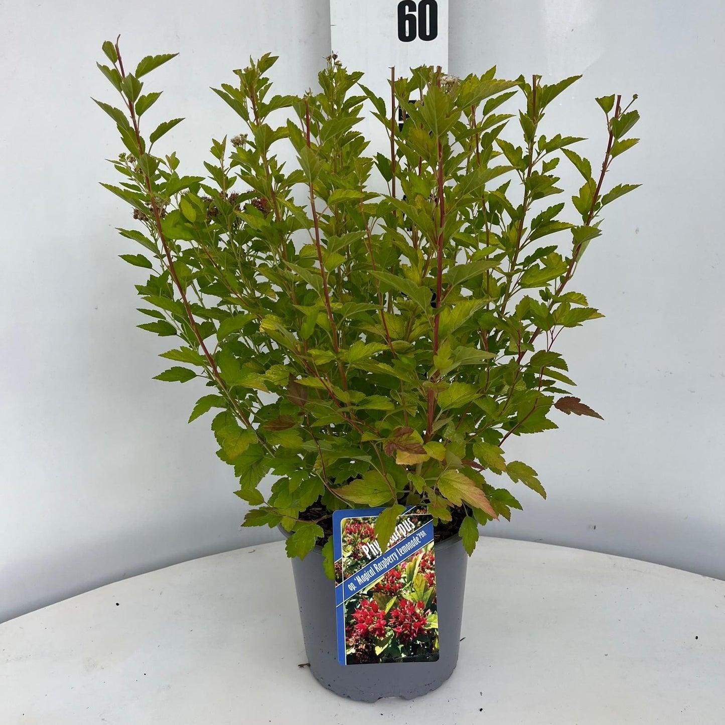 Physocarpus opu. Raspberry Lemonade 30cm 19cm Pot