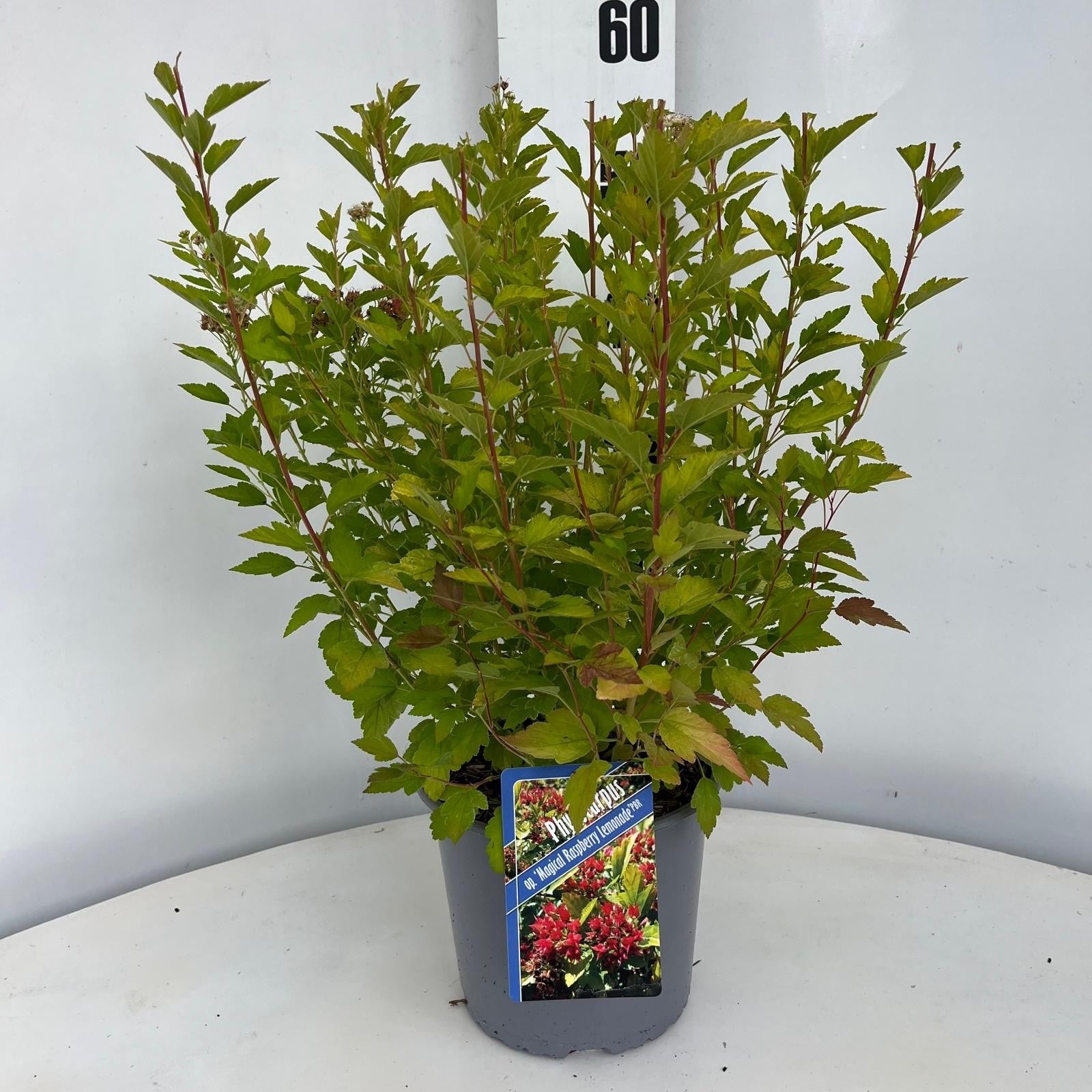Physocarpus opu. Raspberry Lemonade 30cm 19cm Pot