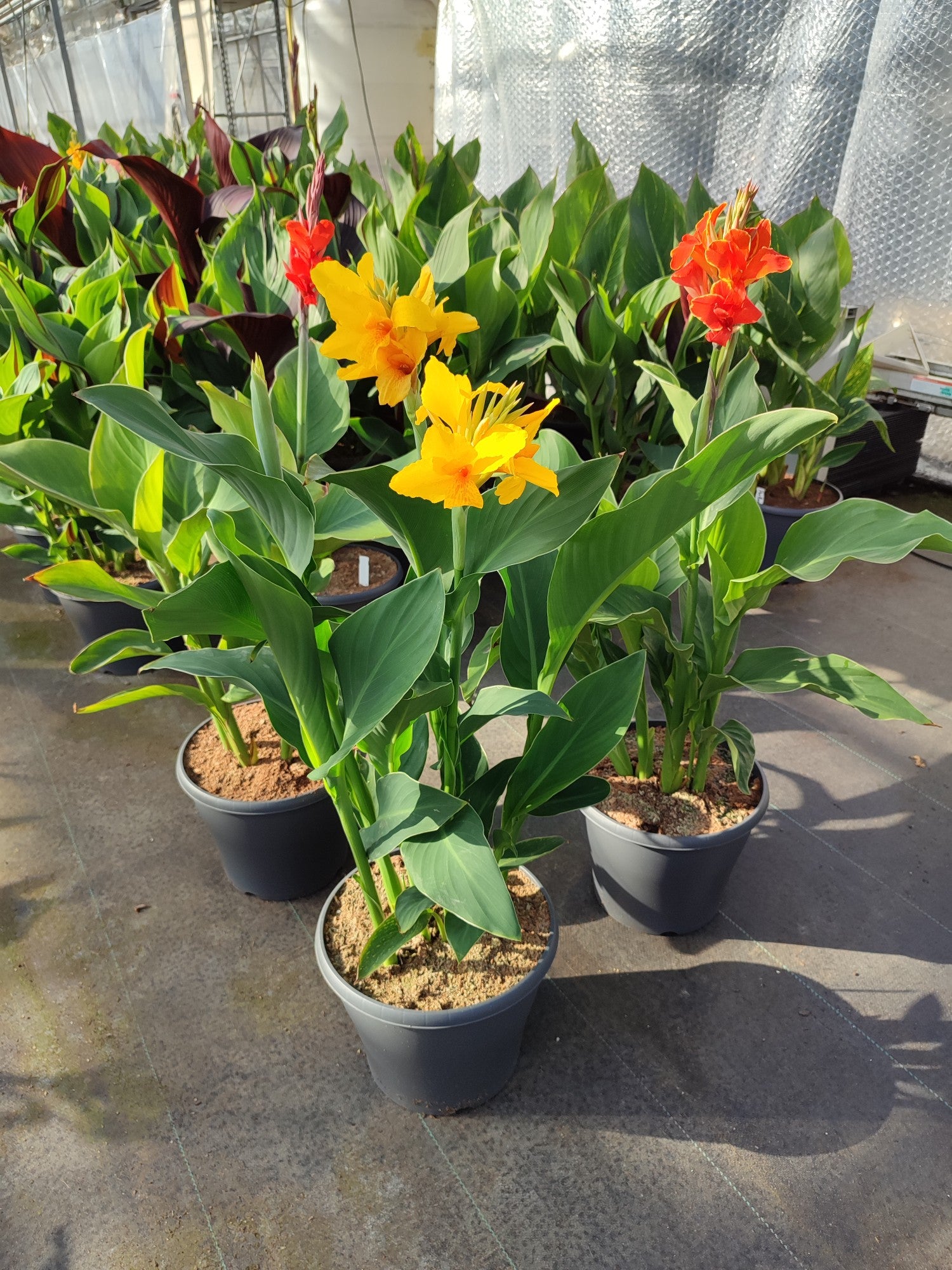 Canna Cannova mix 125cm 29cm Pot