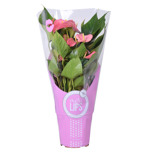 Riza Karma Plants Anthurium Sweet Dream Pack of 6
