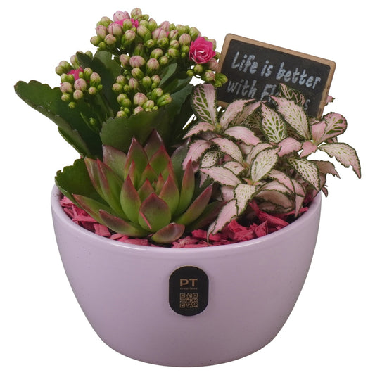 Indoor arrangement 17cm 14cm Pot