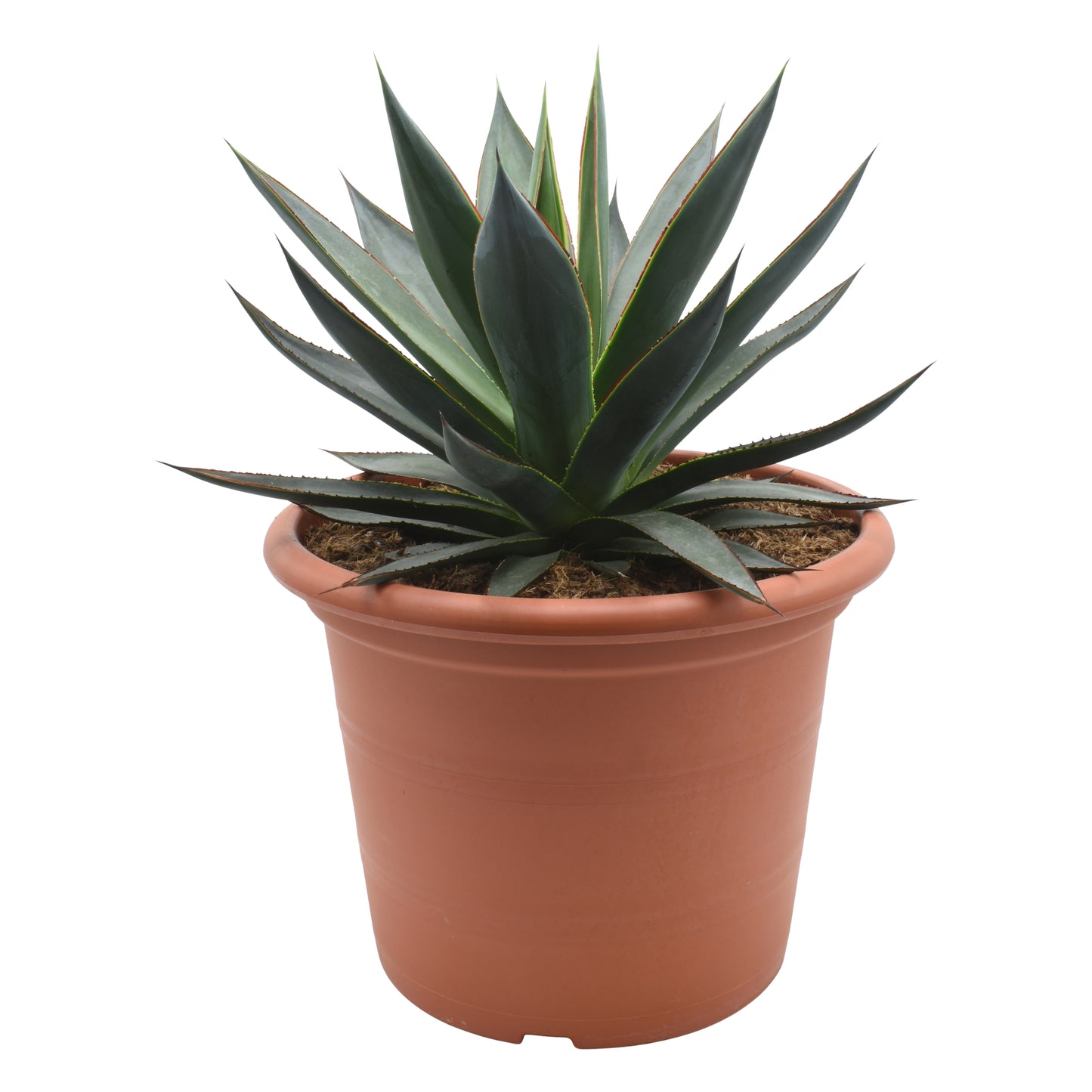 Agave Shaka Zulu 45cm 30cm Pot