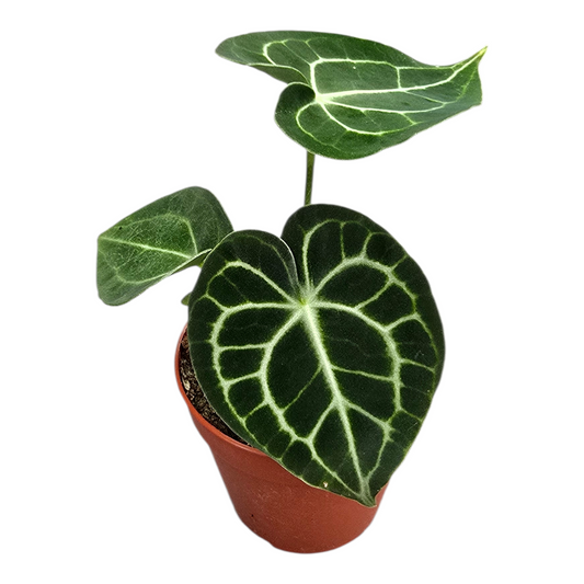 Anthurium andraeanum 20cm 9cm Pot