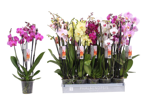 Phalaenopsis mix 60cm 12cm Pot