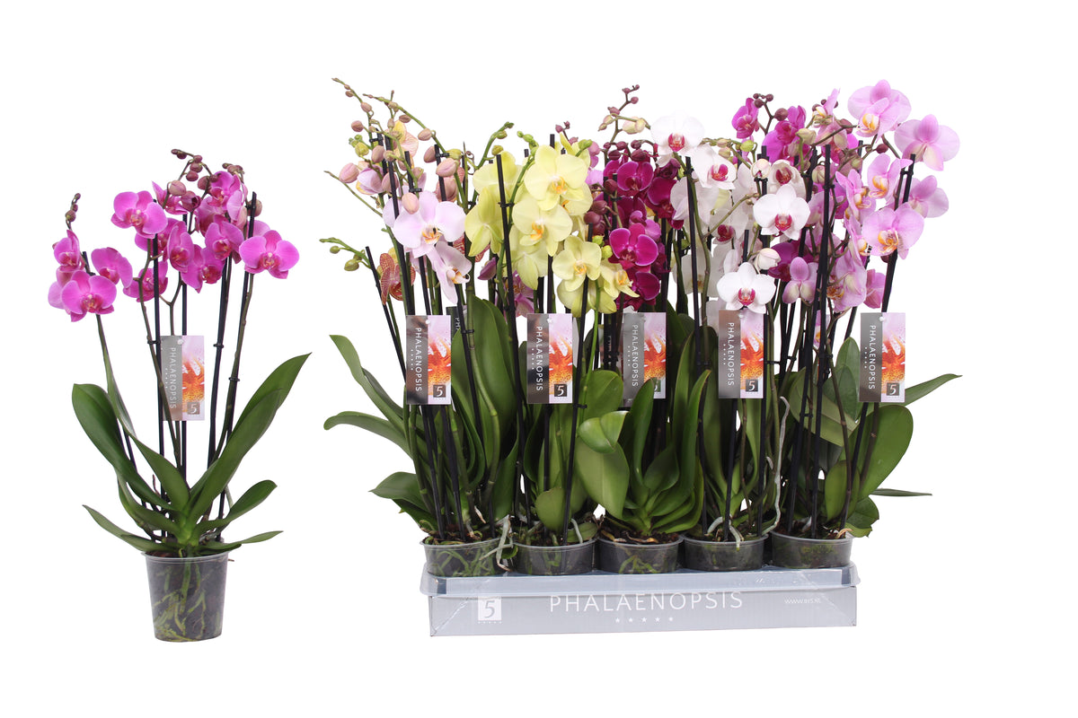 Phalaenopsis mix 60cm 12cm Pot