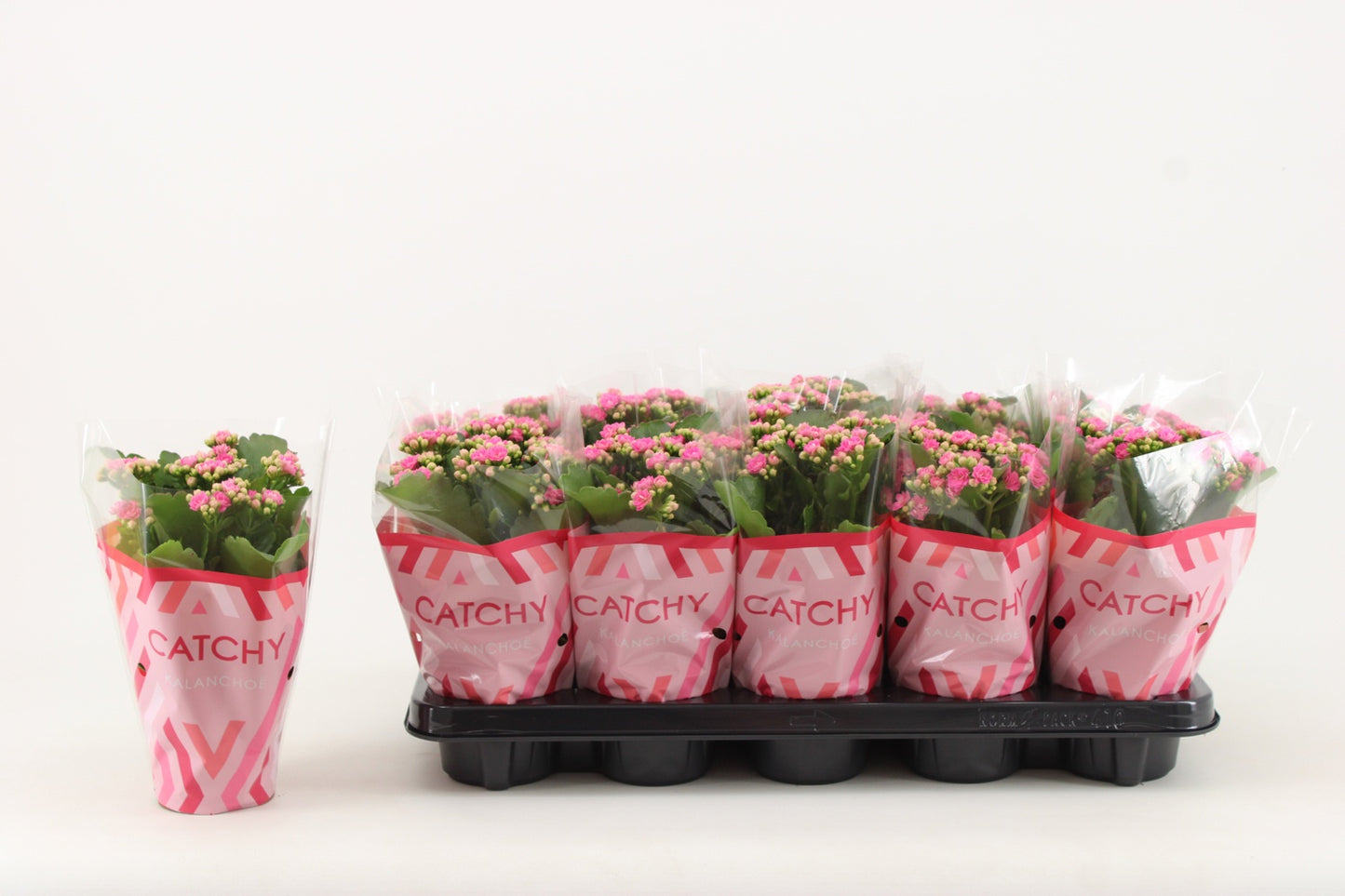 Kalanchoe Rosalina Don Nando 23cm 510cm Pot